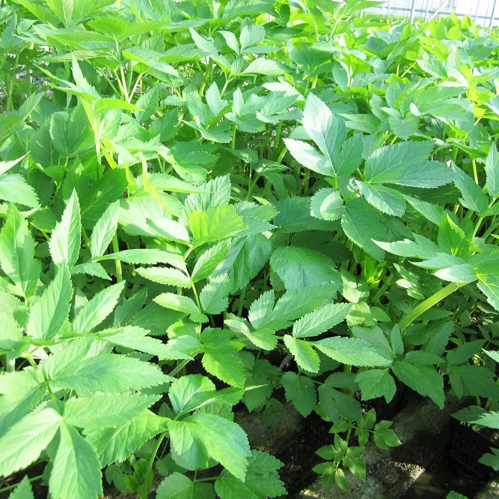 Angelica Archangelica Aquatic Pond Plant - Wild Celery