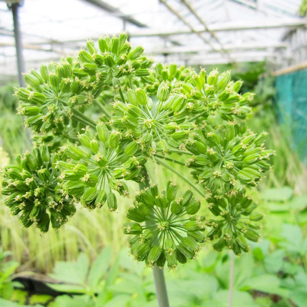 Angelica Archangelica Aquatic Pond Plant - Wild Celery