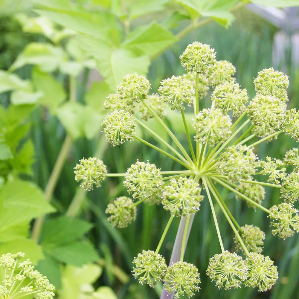 Angelica Archangelica Aquatic Pond Plant - Wild Celery