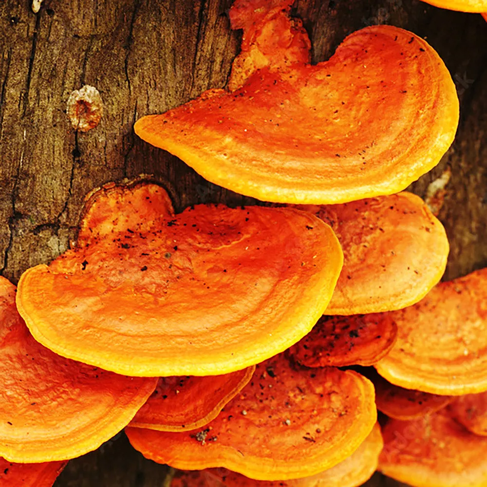 Blood Bracket (Trametes sanguineus)