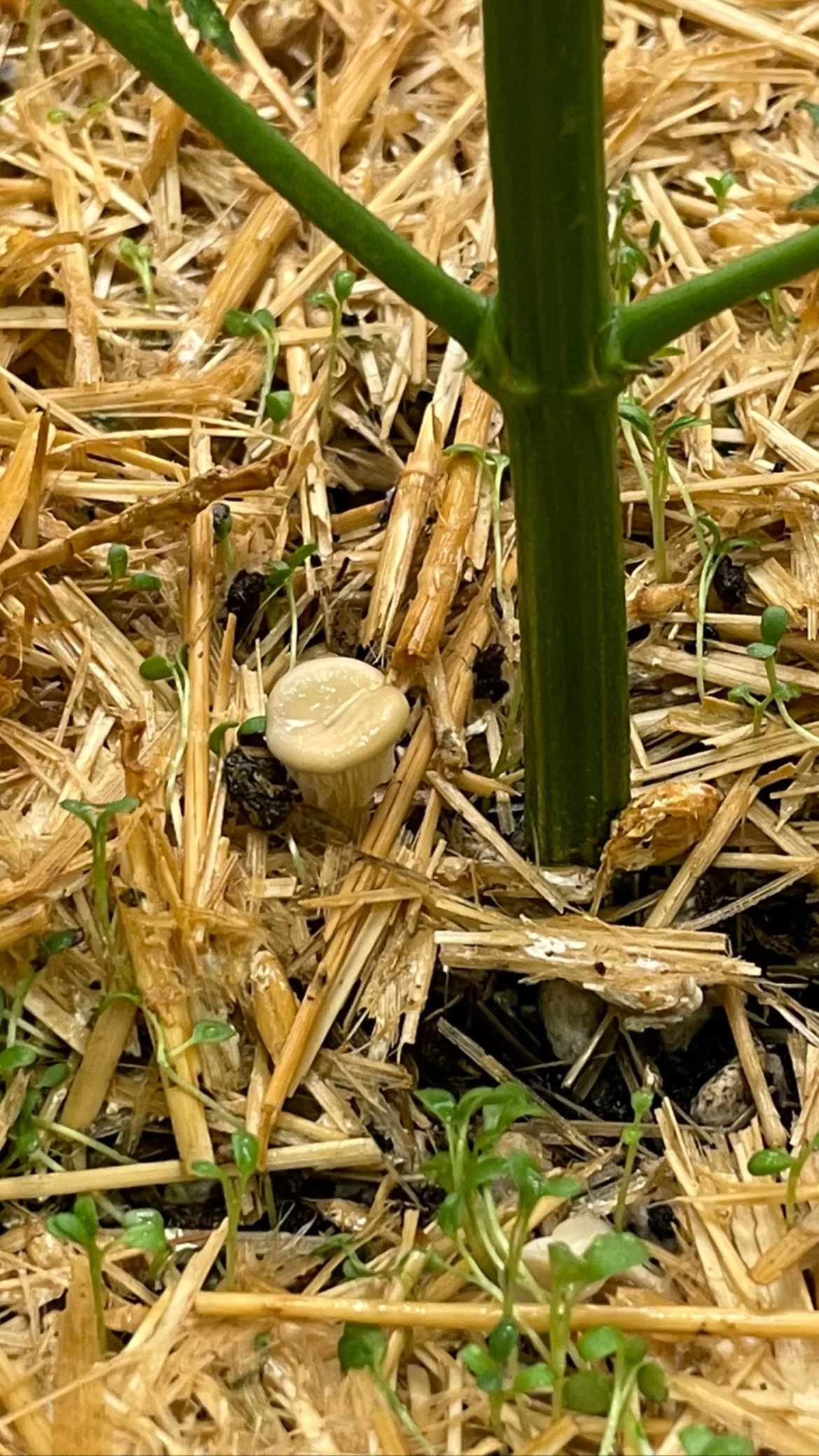 Blue Oyster Mushroom Straw Log (Living Mulch)