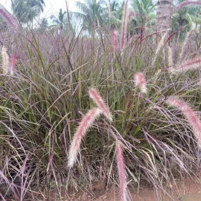 Brighten Your Garden with the Stunning Red Fountain Grass | Pennisetum Rueppelli for Sale