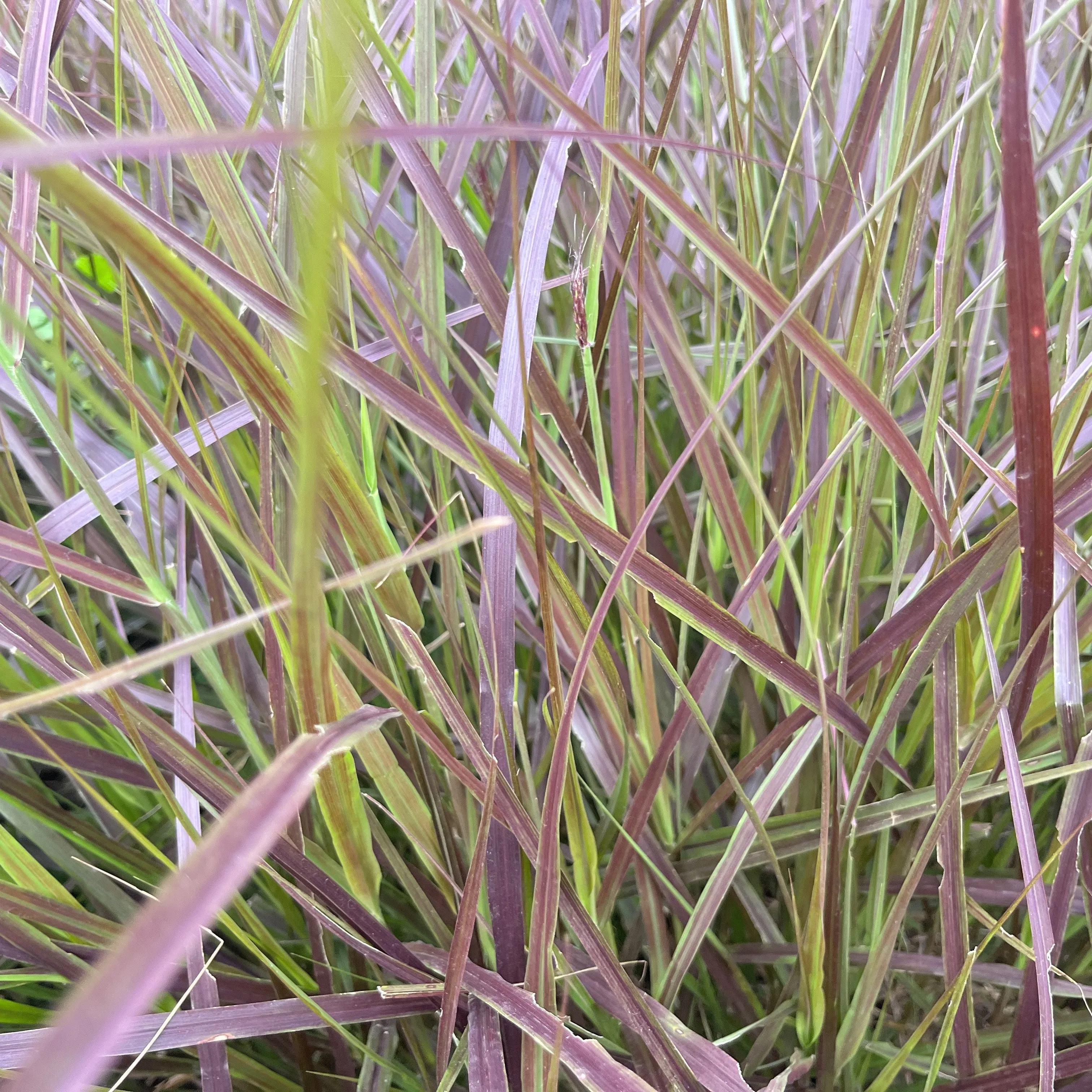 Brighten Your Garden with the Stunning Red Fountain Grass | Pennisetum Rueppelli for Sale