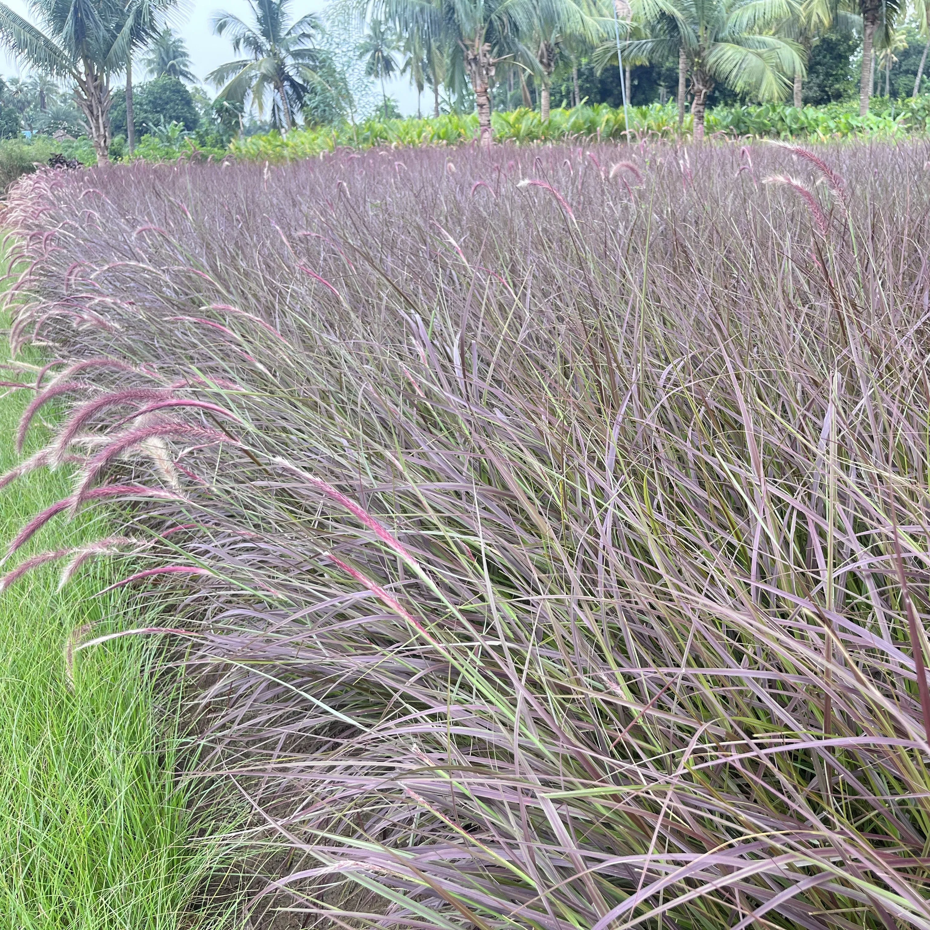 Brighten Your Garden with the Stunning Red Fountain Grass | Pennisetum Rueppelli for Sale