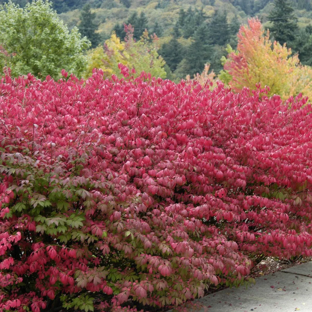 Brighten Your Landscape with Vibrant Euonymus Alatus: Get Your Burning Bush Plant Today!