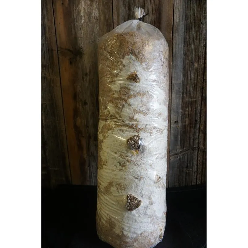 Buildasoil Blue Oyster Mushroom Straw Log (Living Mulch)