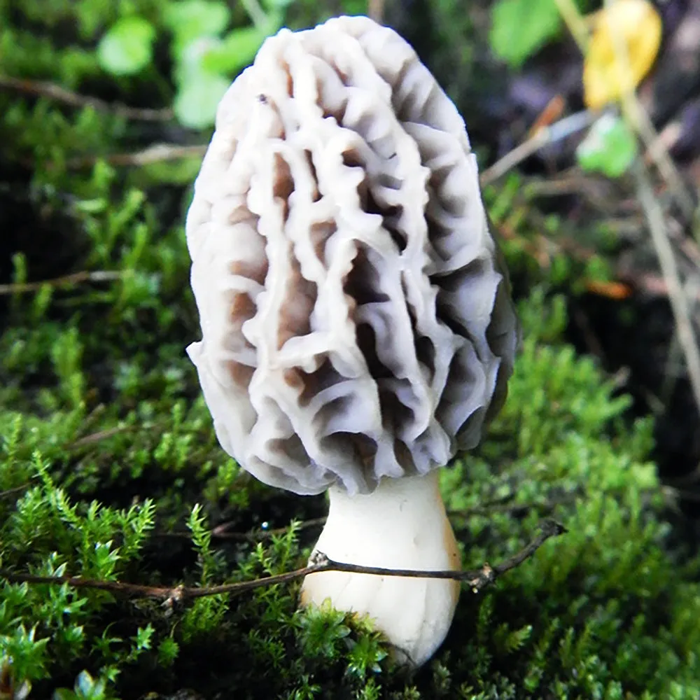 California Landscaping Morel (Morchella rufobrunnea)