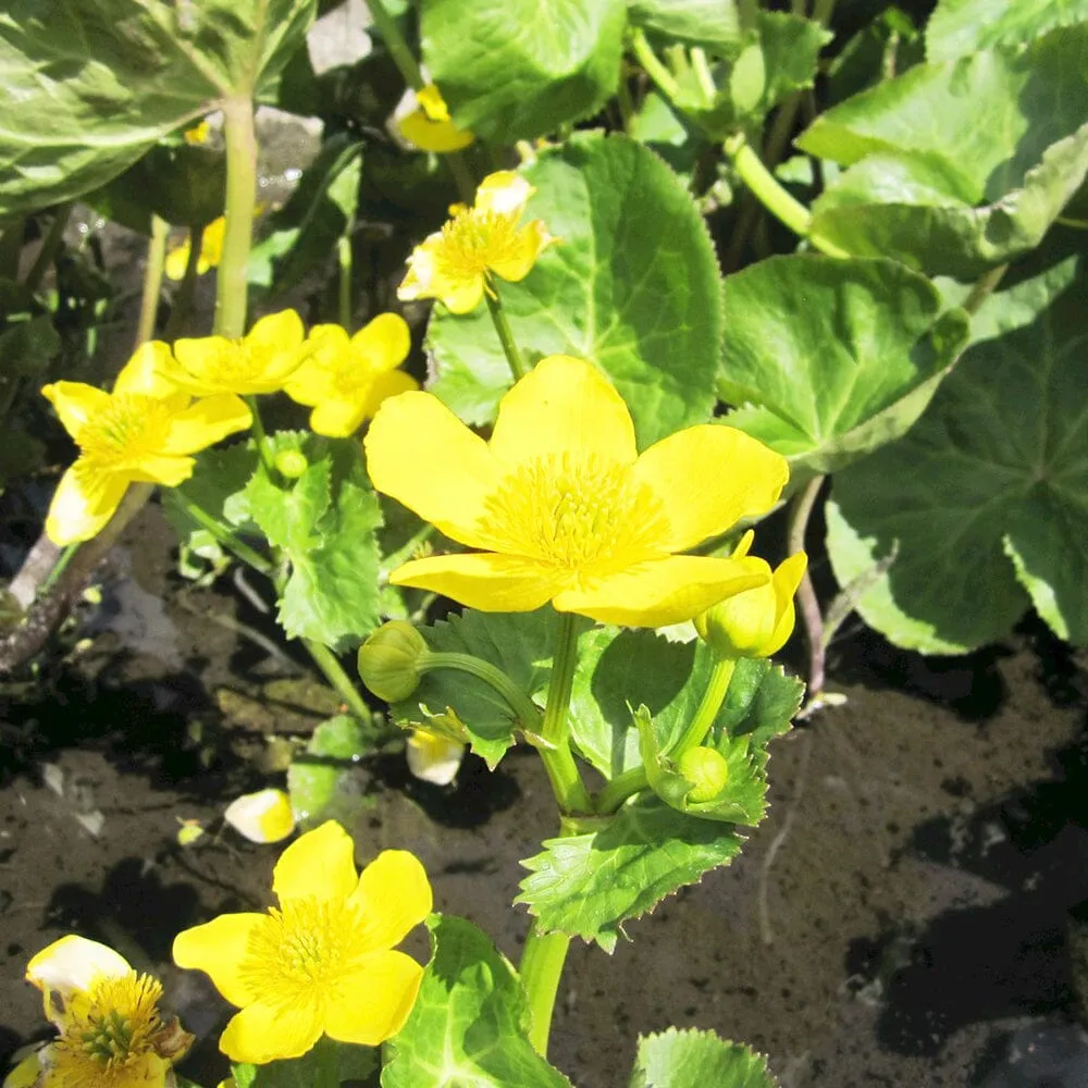 Caltha Palustris Polypetala Aquatic Pond Plant - Giant King Cup