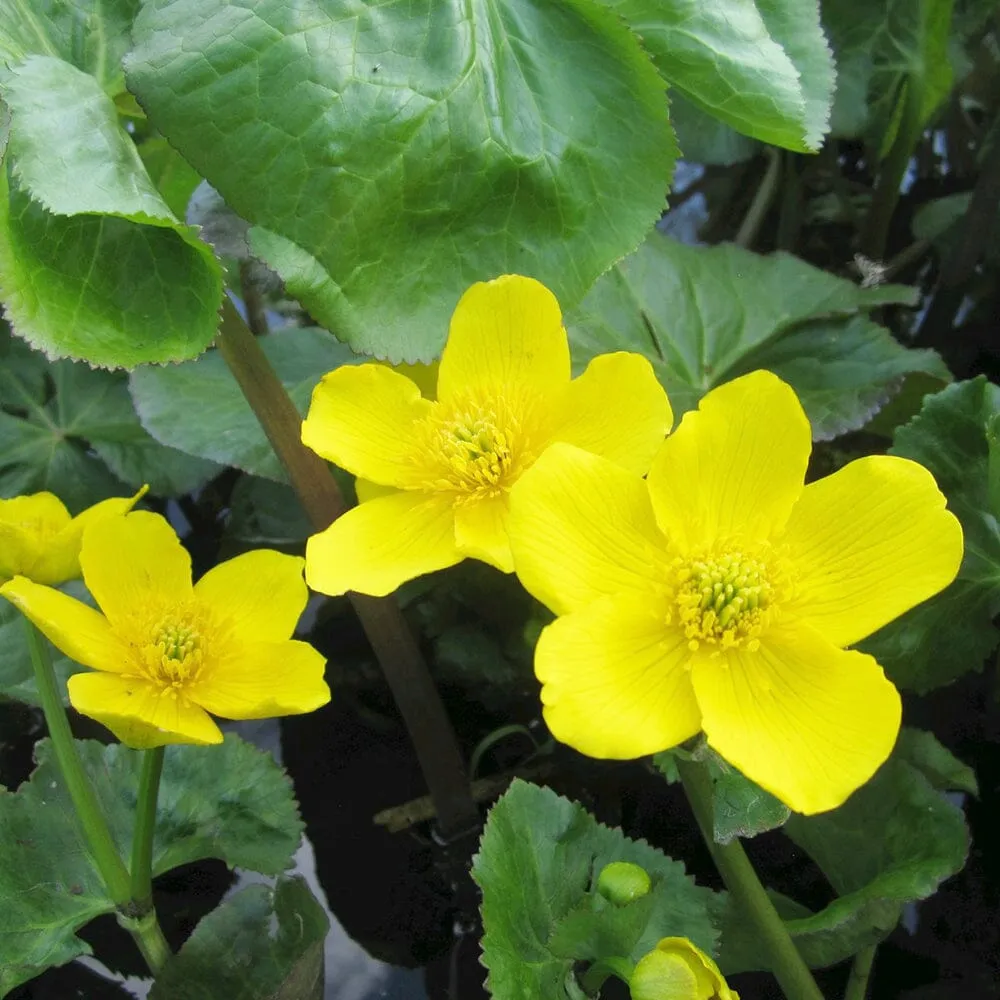 Caltha Palustris Polypetala Aquatic Pond Plant - Giant King Cup