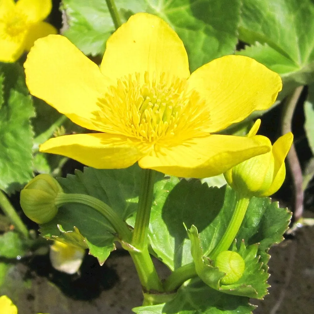 Caltha Palustris Polypetala Aquatic Pond Plant - Giant King Cup