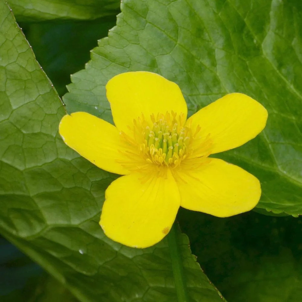 Caltha Palustris Polypetala Aquatic Pond Plant - Giant King Cup