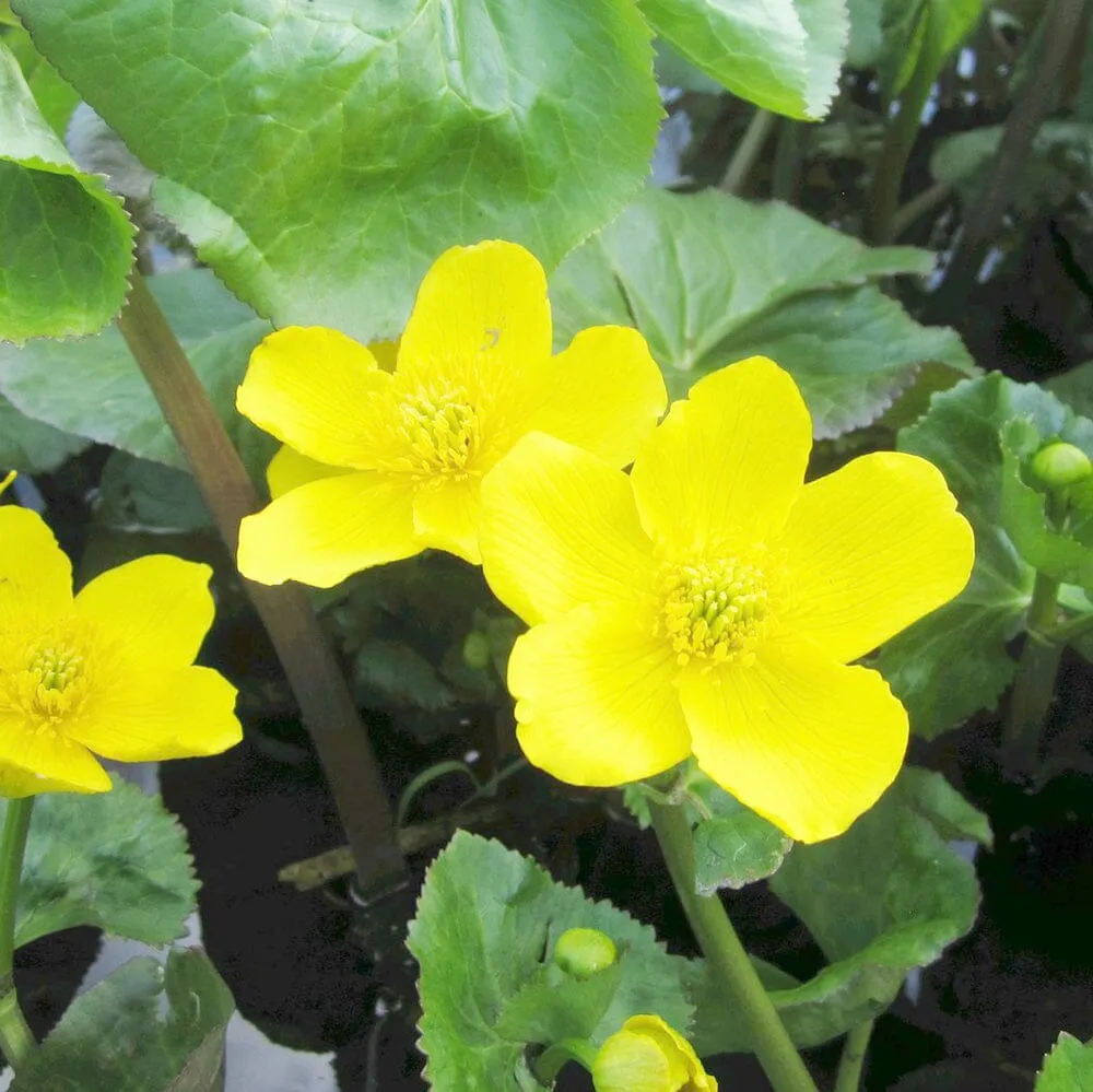 Caltha Palustris Polypetala Aquatic Pond Plant - Giant King Cup