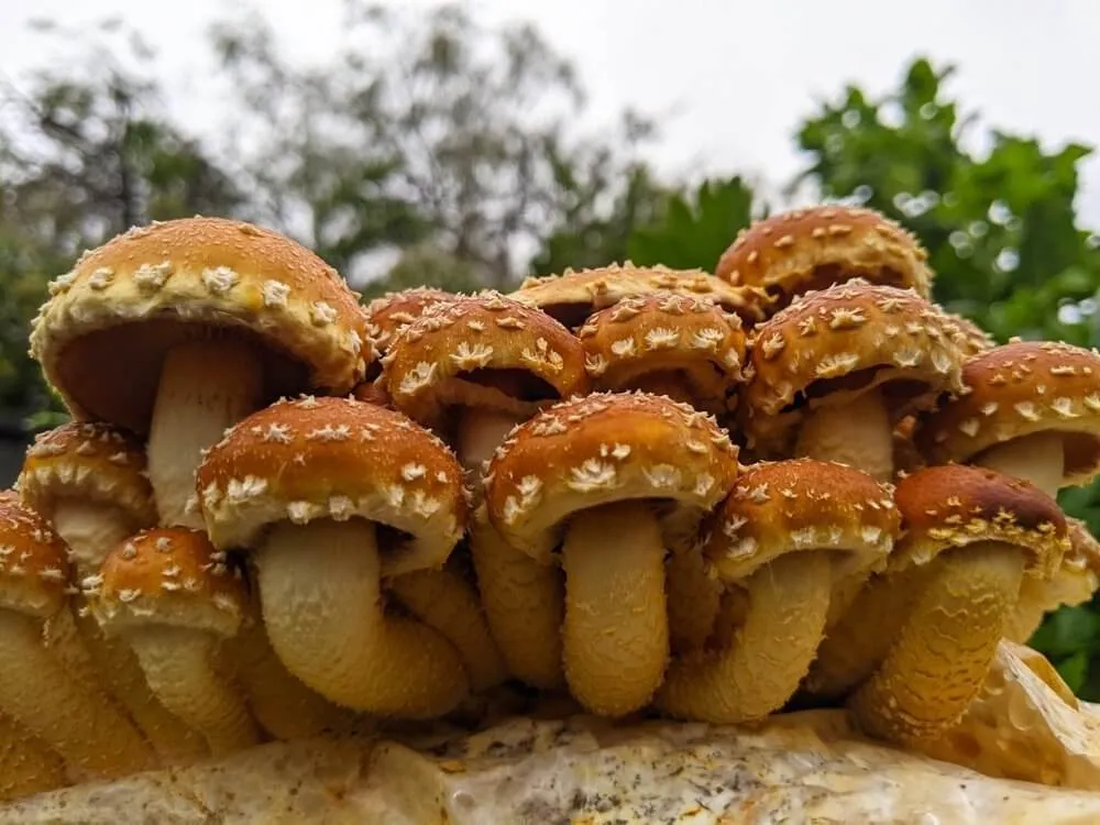 Chestnut Mushroom Grow Kit