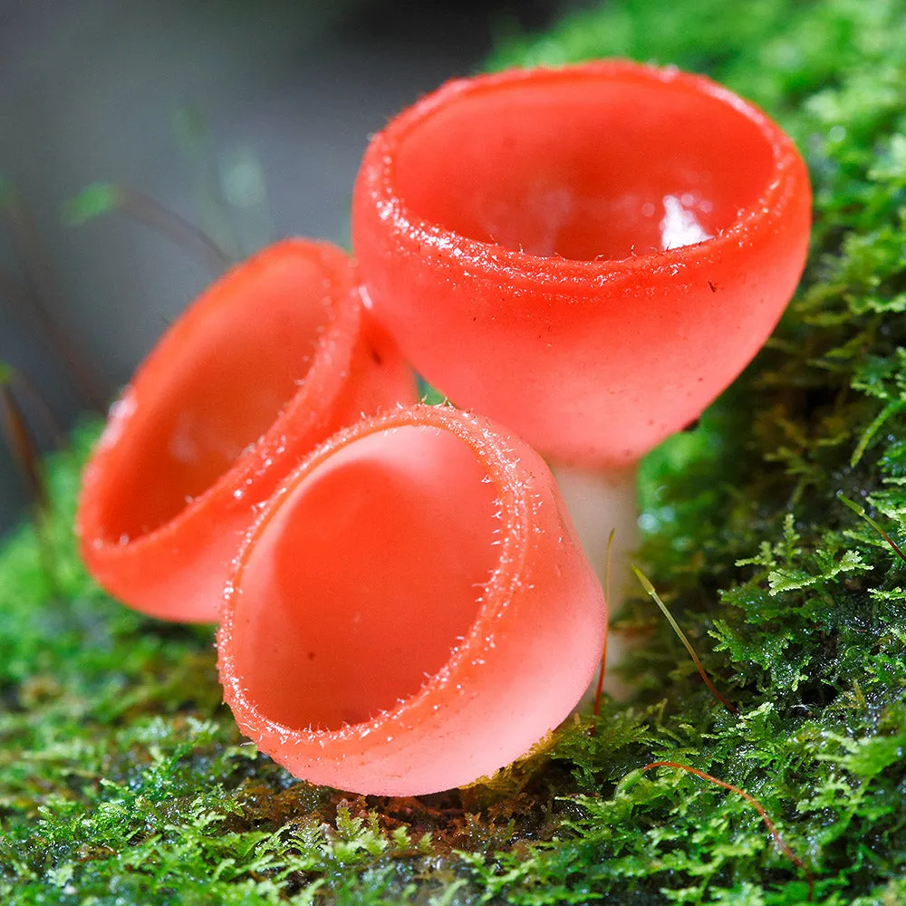 Cup Fungus (Cookeina sulcipes)