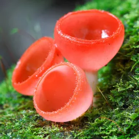 Cup Fungus (Cookeina sulcipes)