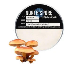 Enoki (Enokitake) Mushroom Plate Culture