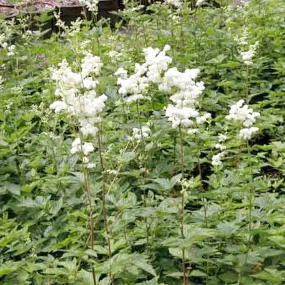 Filipendula Ulmaria Aquatic Pond Plant - Meadow Sweet