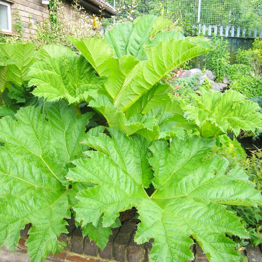 Gunnera Manicata Aquatic Pond Plant - Giant Rhubarb