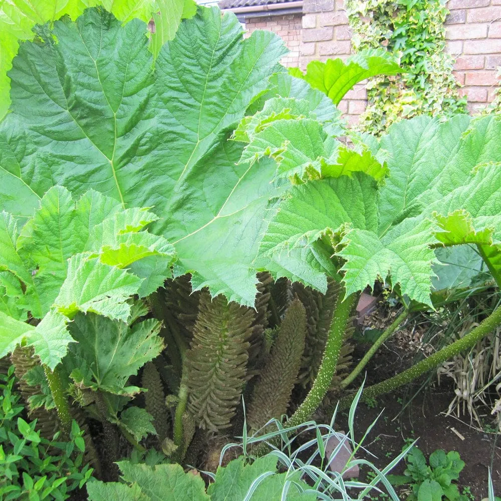 Gunnera Manicata Aquatic Pond Plant - Giant Rhubarb