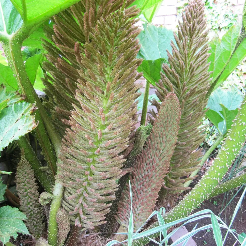 Gunnera Manicata Aquatic Pond Plant - Giant Rhubarb