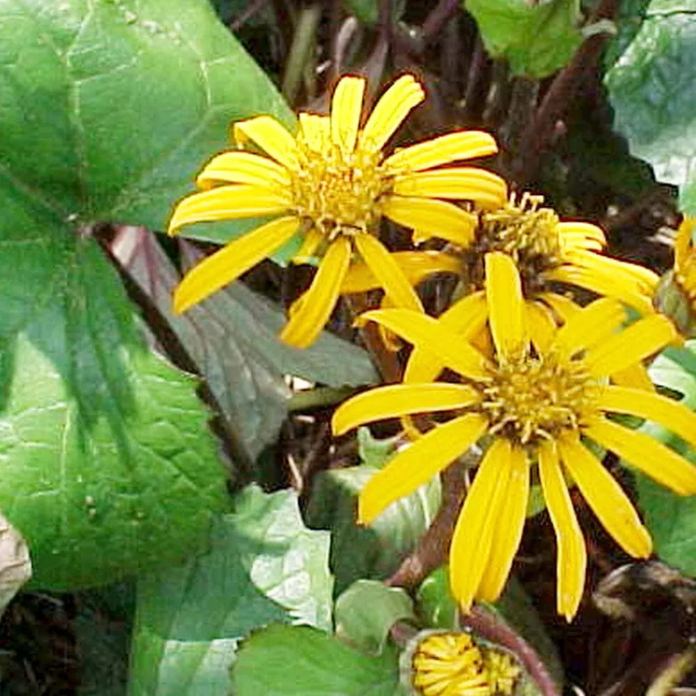 Ligularia Dentata Desdemona Aquatic Pond Plant