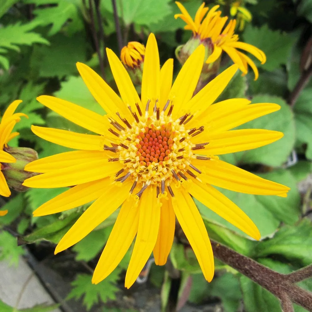 Ligularia Dentata Desdemona Aquatic Pond Plant