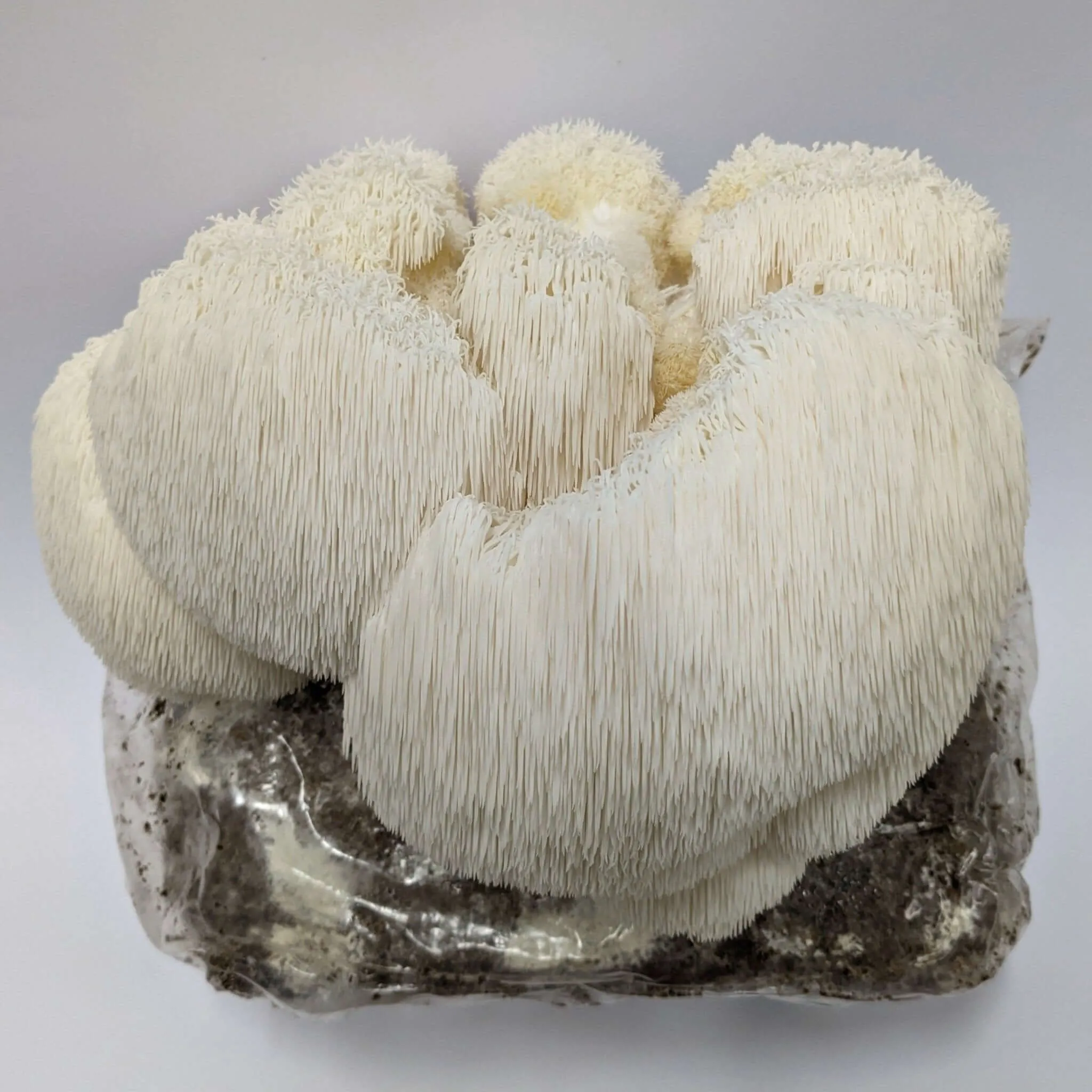 Lion's Mane Mushroom Grow Kit