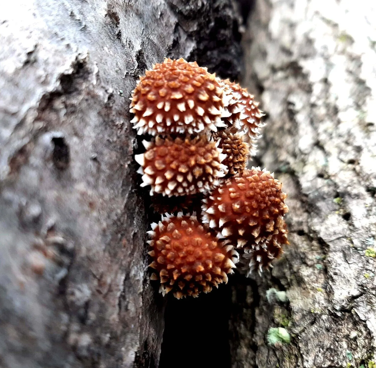 Mushroom Log Kit- Chestnut