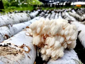 Mushroom Log Kit - Lion's Mane