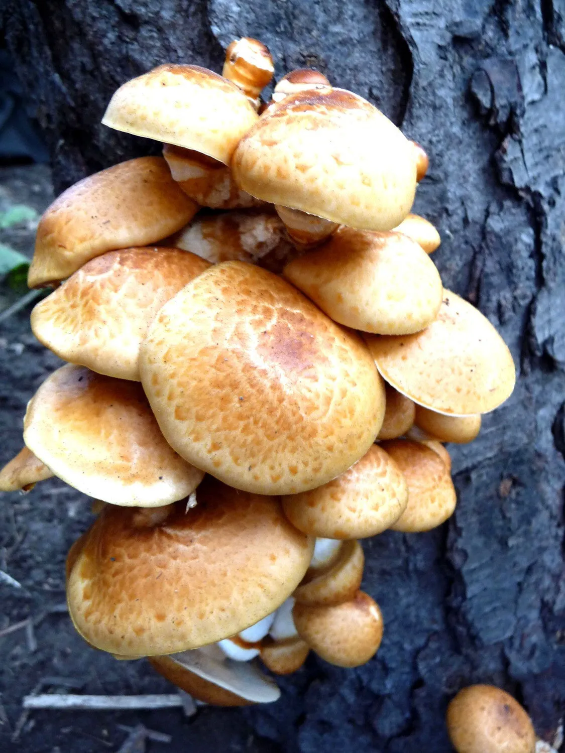 Mushroom Log Kit - Nameko