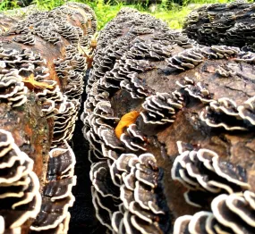 Mushroom Log Kit- Turkey Tail