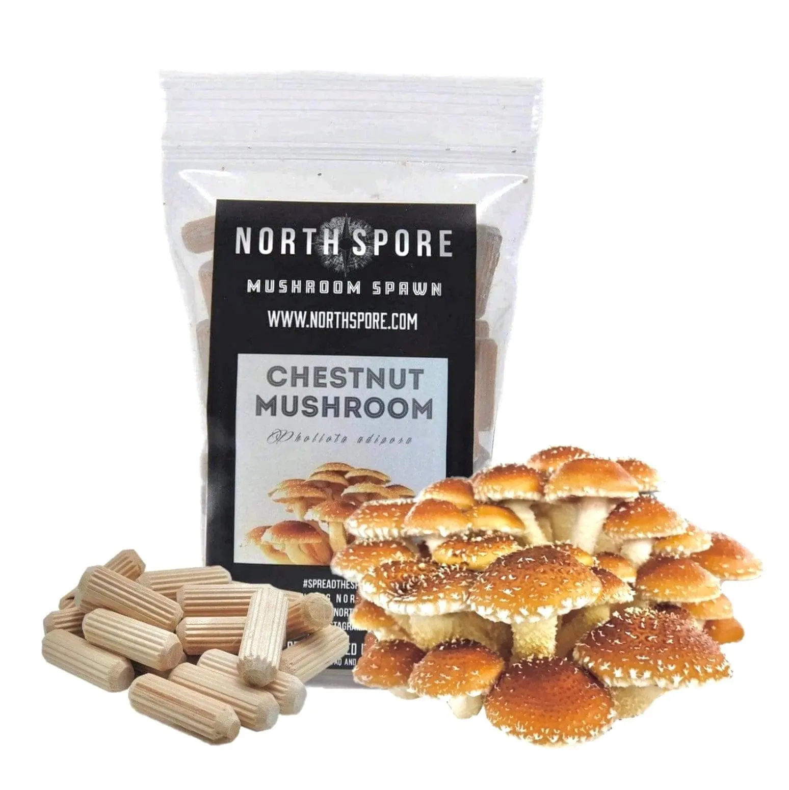 Organic Chestnut Mushroom Plug Spawn