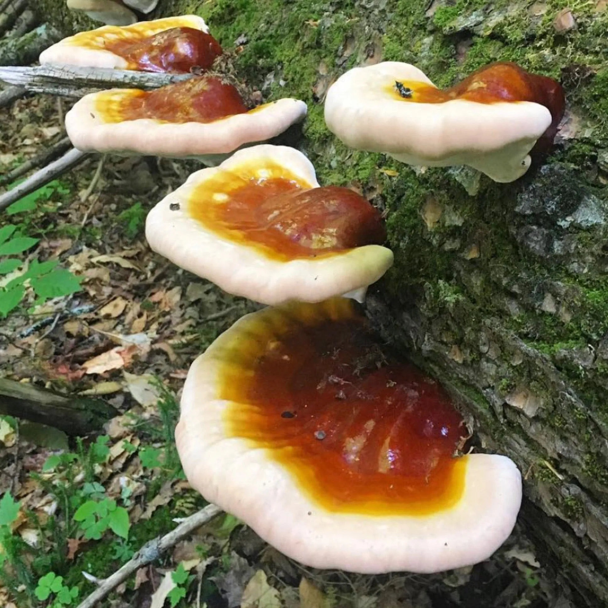 Organic Hemlock Reishi Mushroom Outdoor Log Growing Kit