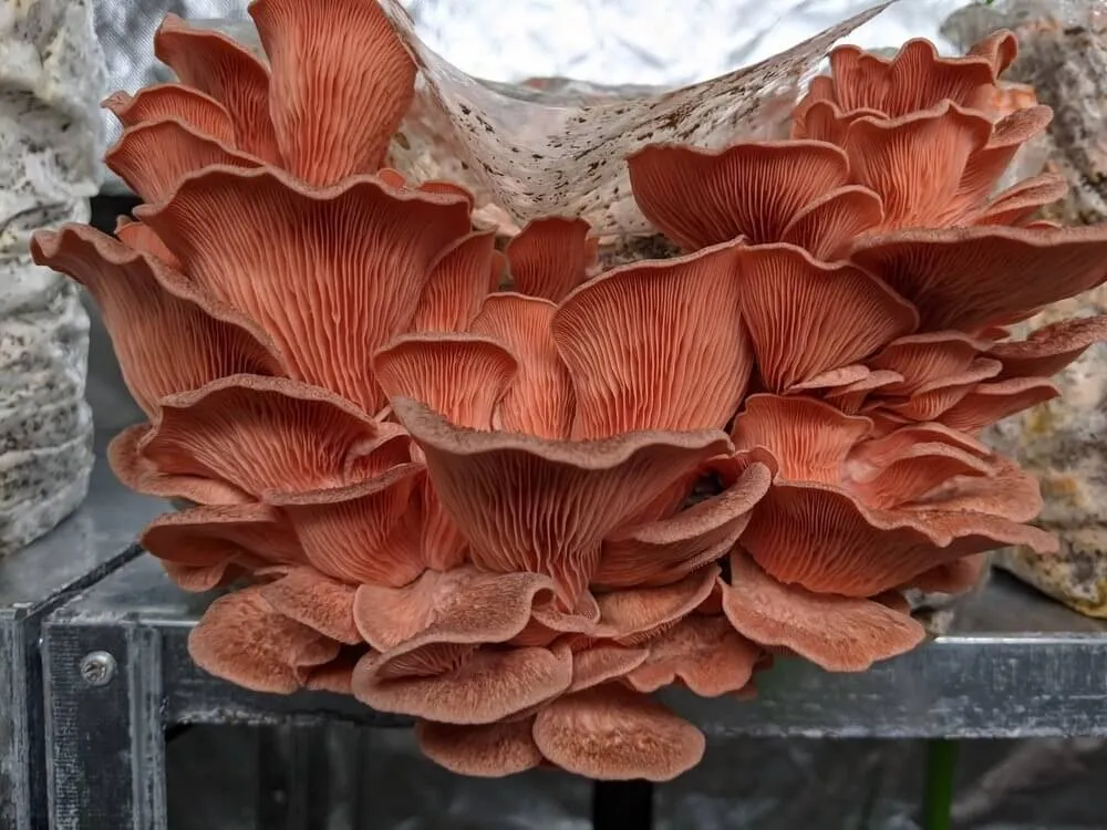 Pink Oyster Mushroom Grow Kit