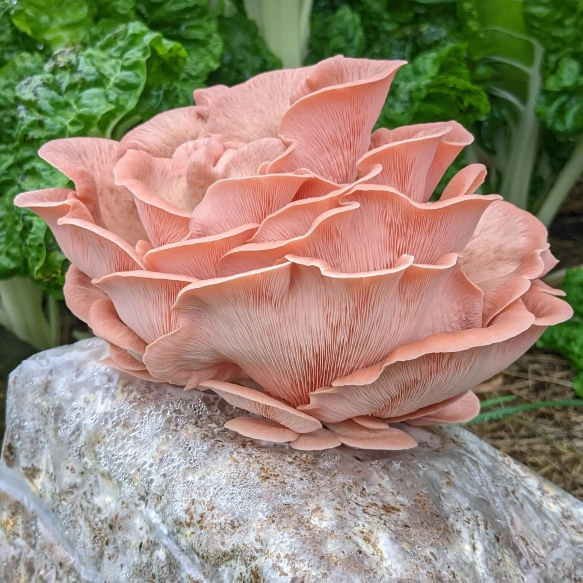 Pink Oyster Mushroom Grow Kit