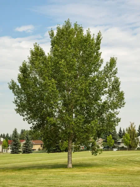 Poplar:  'Northwest' - 2 Gal (Bl)