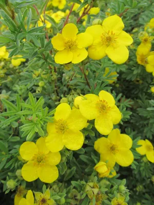 Potentilla:  'Goldfinger' 2 Gal