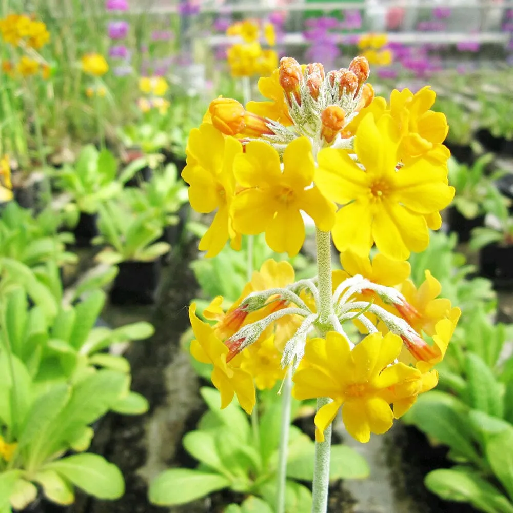 Primula Beesiana Aquatic Pond Plant - Bee's Primrose