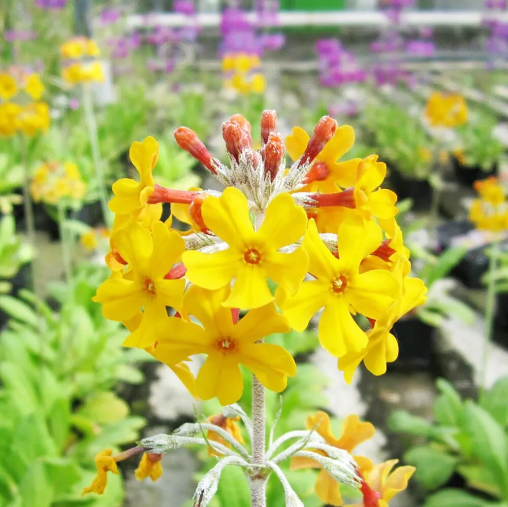 Primula Beesiana Aquatic Pond Plant - Bee's Primrose