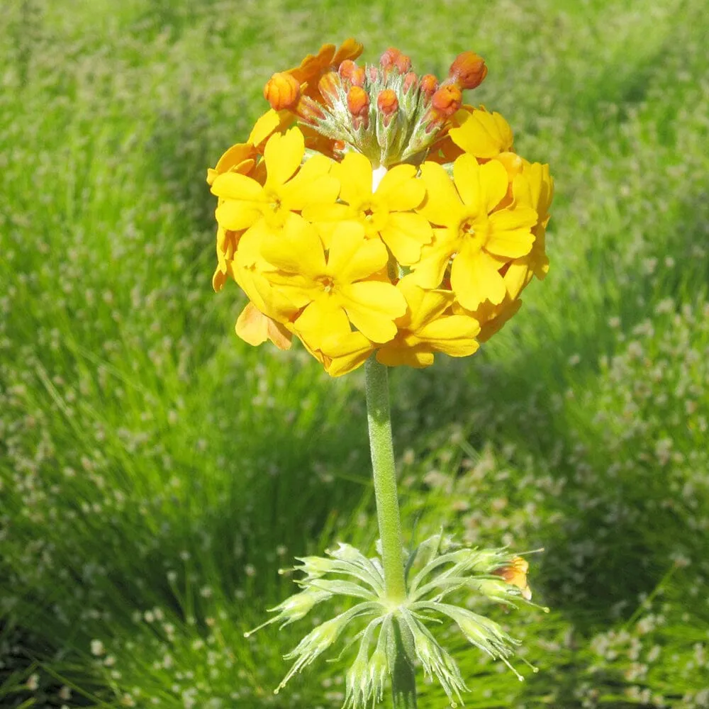 Primula Bulleyana Aquatic Pond Plant - Bulley's Primrose