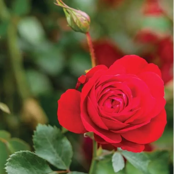 Rose:  'Canadian Shield' Red  - 2 Gal (Bl)