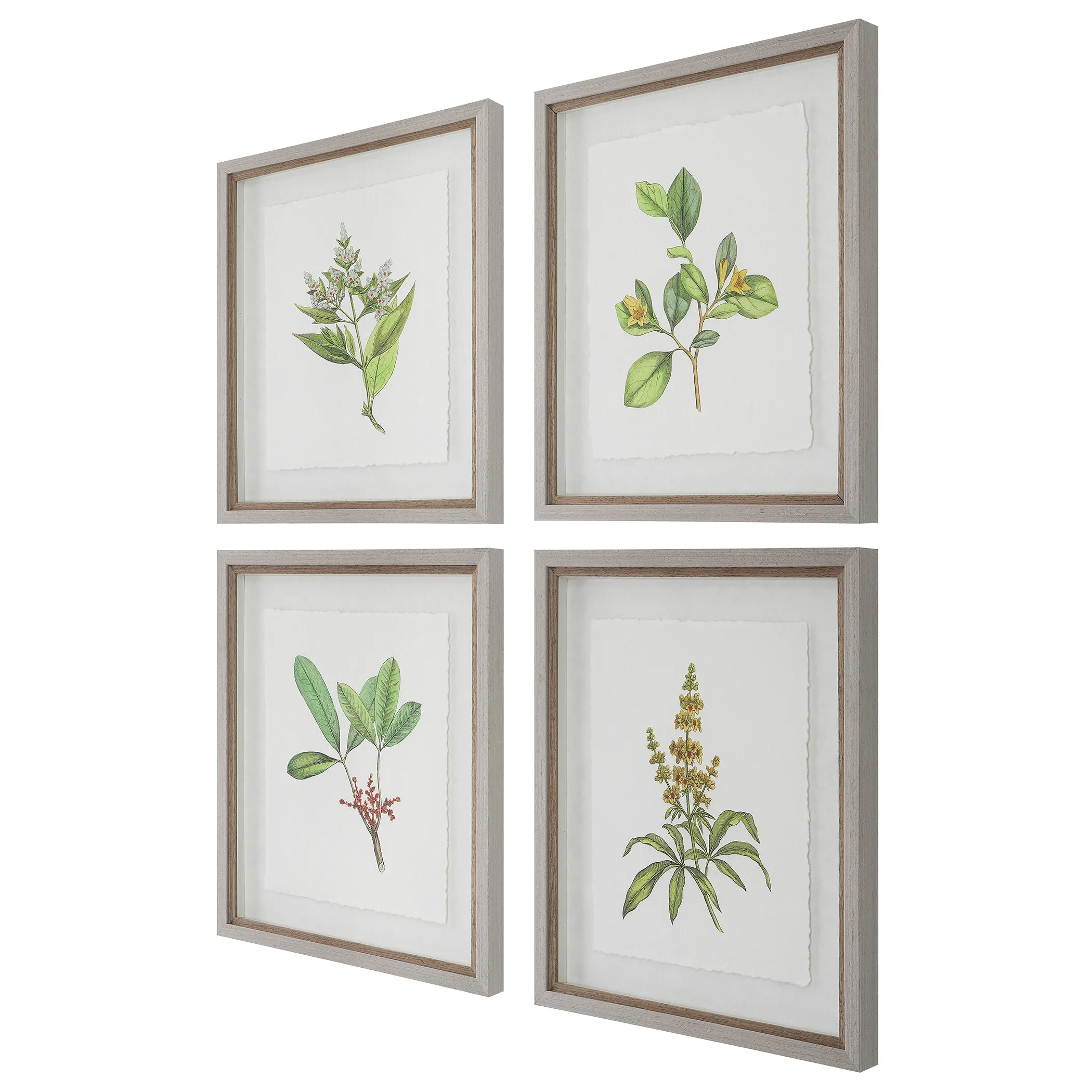 Uttermost Wildflower Study Framed Prints, S/4