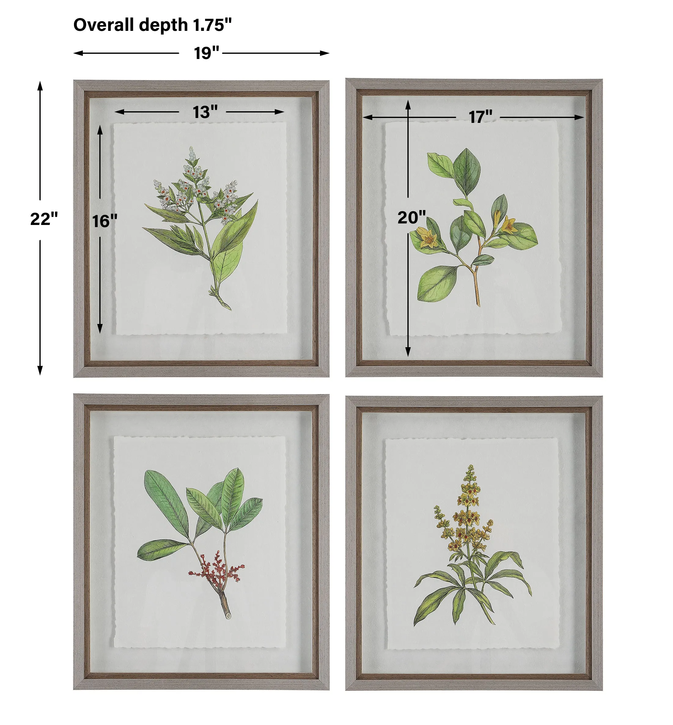 Uttermost Wildflower Study Framed Prints, S/4